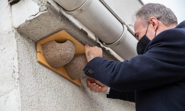 Schwalbennester auf dem Dach des Landwirtschaftsministeriums