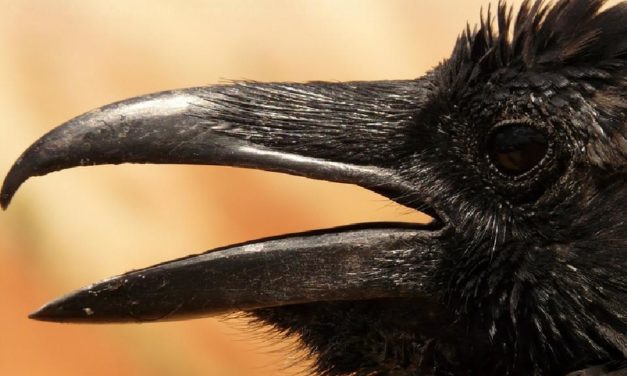 Intelligenza straordinaria, i corvi comprendono anche il concetto di zero