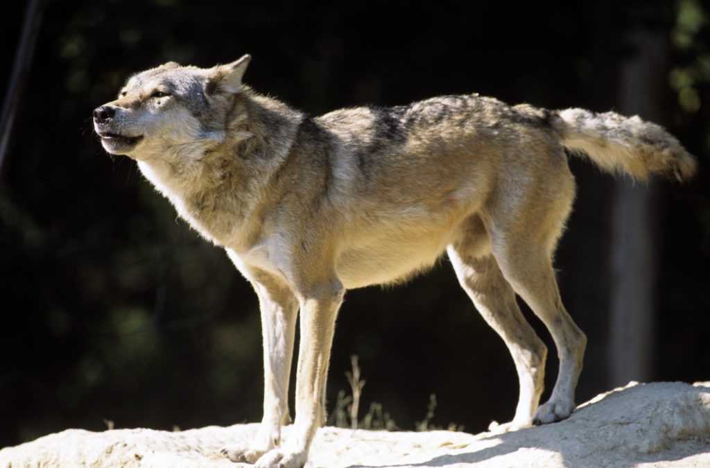 Fotó: Horkai animal training center