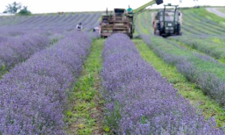 Noch ein EB-Brainstorming: Ist Lavendel eine gefährliche Pflanze?