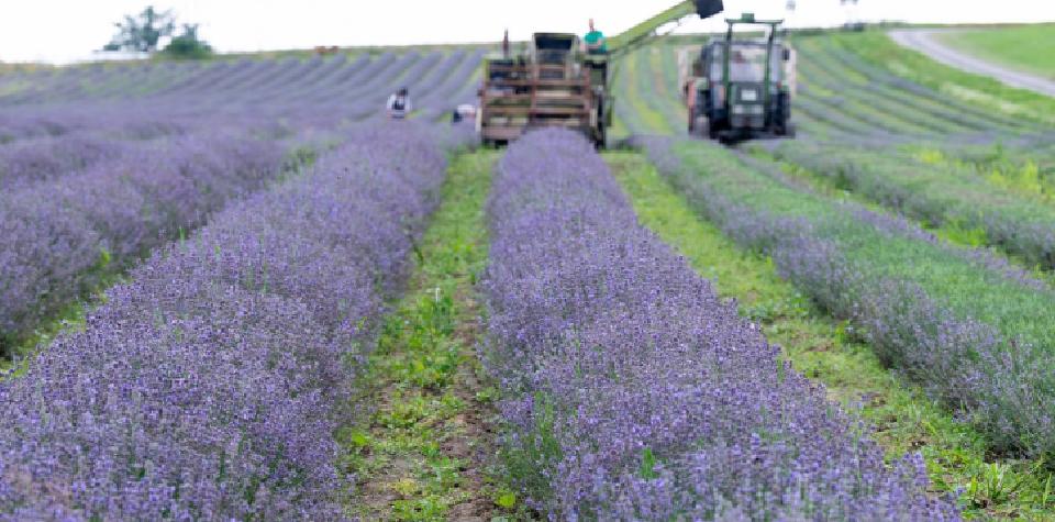 Another EB brainstorm: Is lavender a dangerous plant?