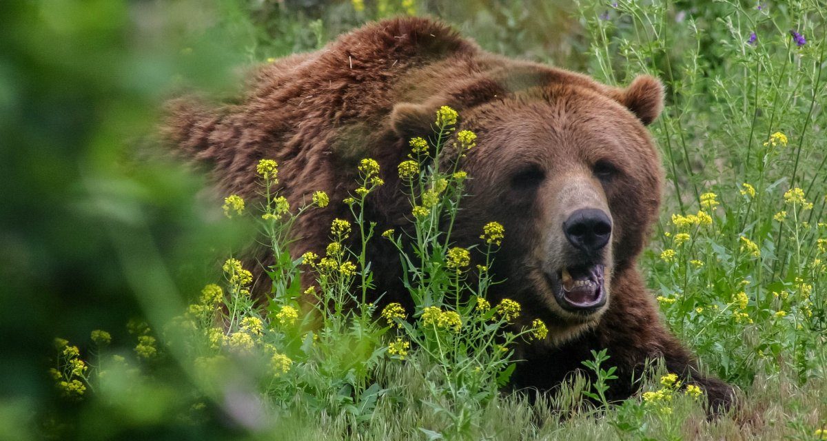 Niedźwiedzie są daleko w pobliżu Kubusia Puchatka