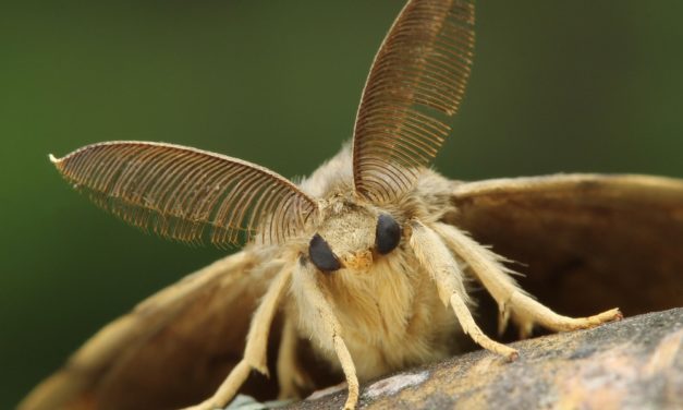The gypsy moth also fell victim to sensitization
