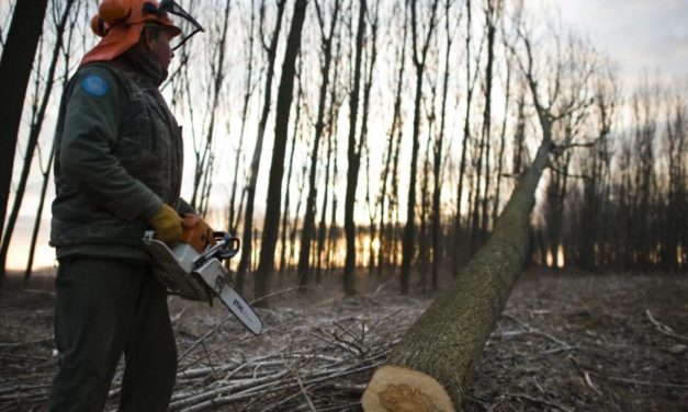 Zünde das Holz an!