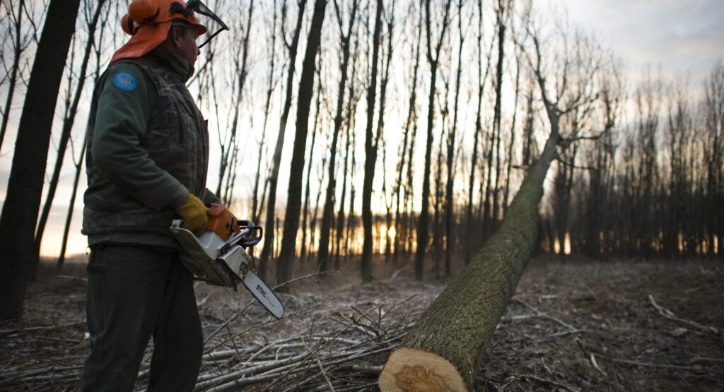 La CE ora vuole rendere impossibile la gestione forestale degli stati membri