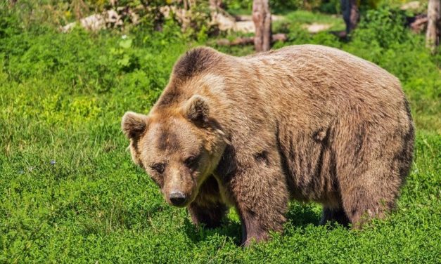 Bear attack on people and sheep