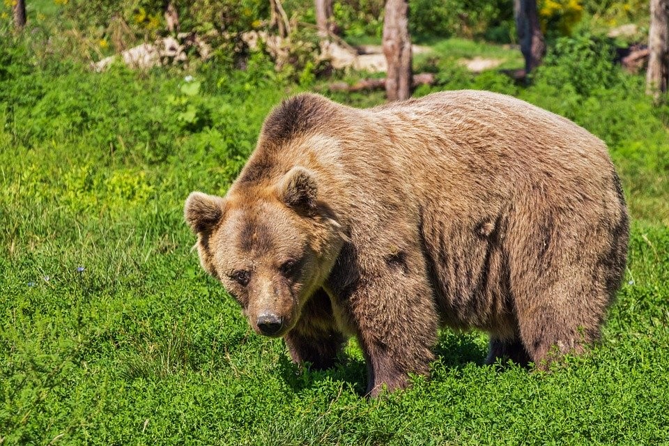 Atak niedźwiedzia na ludzi i owce