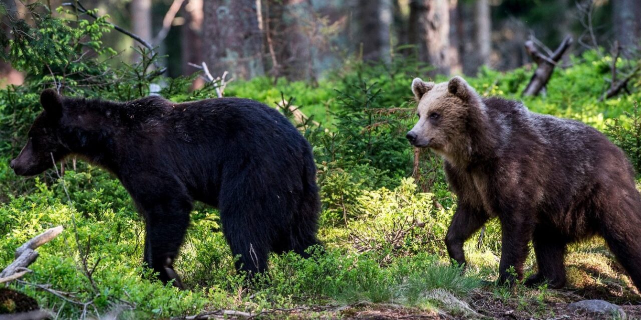 Es gibt zu viele Bären, ihre Zahl sollte durch Jagd kontrolliert werden