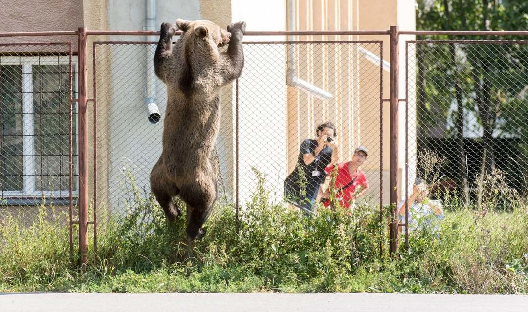 A rehabilitation center is being built for &quot;problem bears&quot;.