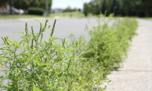 Forrás: parlagfu.hu