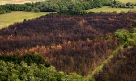 Mit tesz a magyar állam az erdők fenntarthatóságáért?