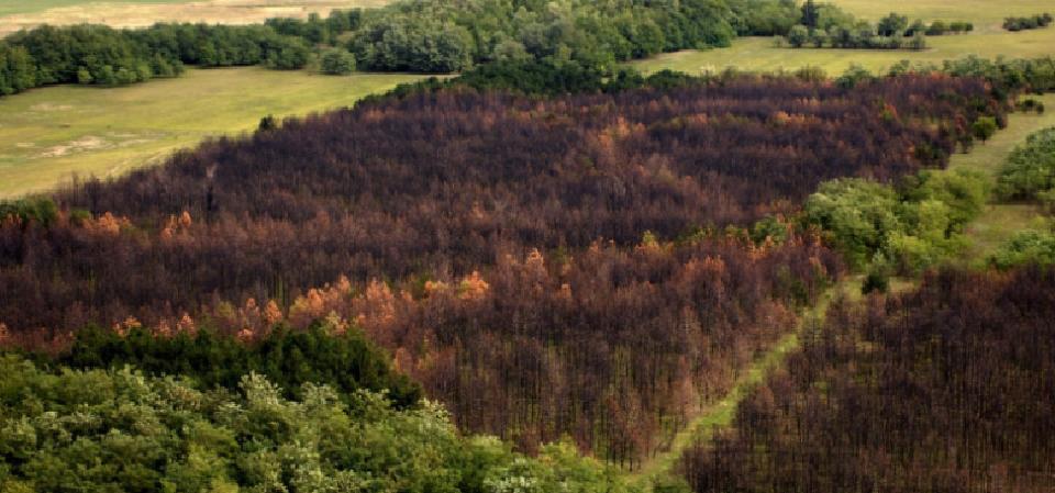 What is the Hungarian state doing for the sustainability of forests?