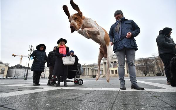 December végén rendezik meg az FCI Európa Kutyakiállítást Budapesten