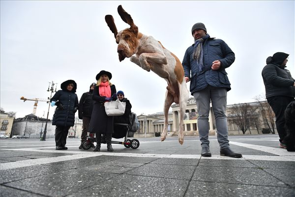Die FCI Europe Dog Show findet Ende Dezember in Budapest statt