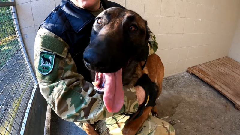 An abused Belgian shepherd has been adopted and is being trained by the Hungarian Defense Forces