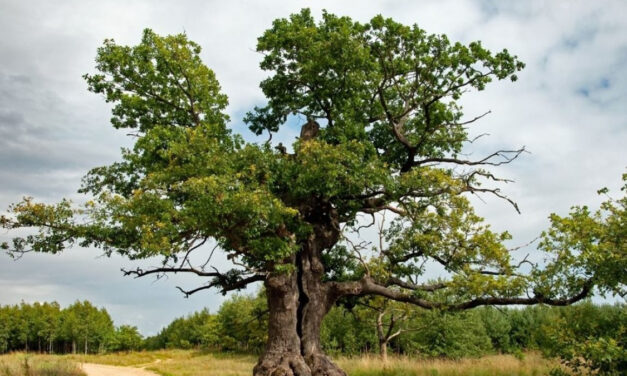 Der Sanktionswahn entfesselte sich: Ein Baum wurde verboten