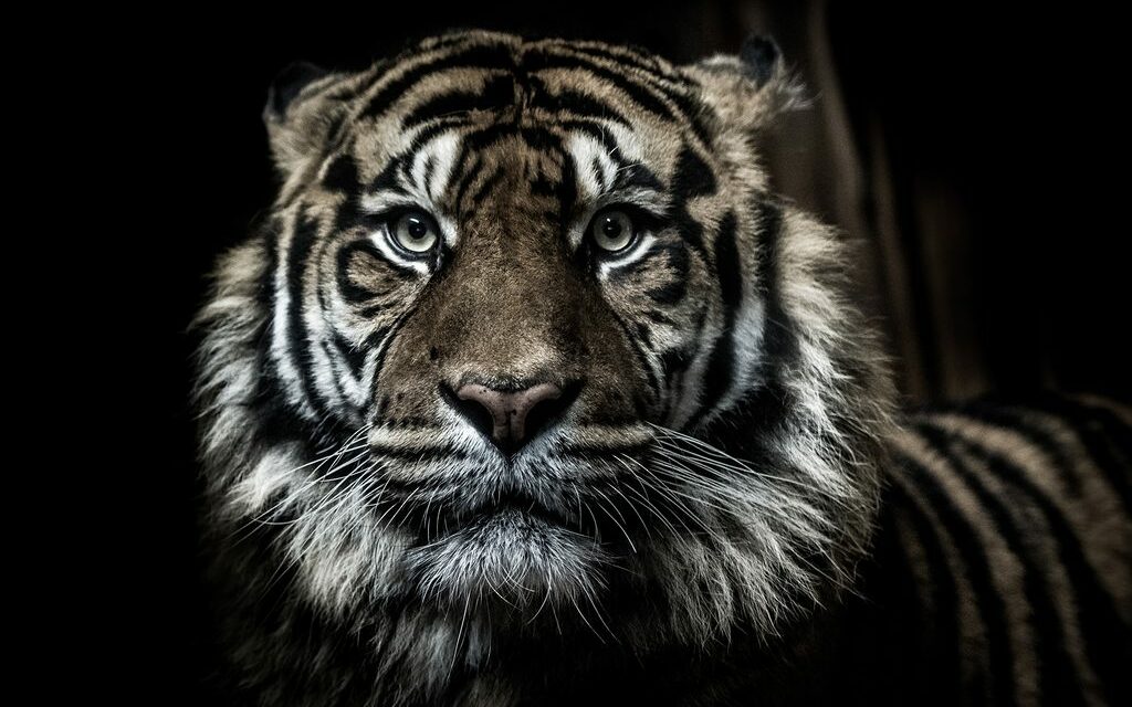 Putyin tigris halála
