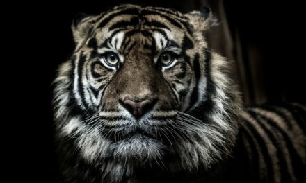 The death of Putin&#39;s tiger