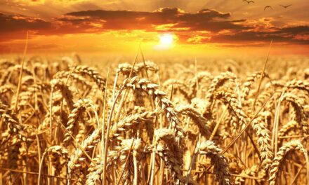 50 millió ember fog éhezni, ha nem jut el hozzá az ukrán gabona