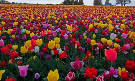 Százhúszezres tulipános kert