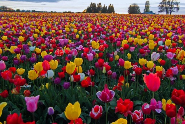 Sto dwadzieścia tysięcy tulipanów w ogrodzie