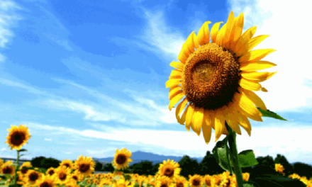 Solarmodulnutzer aufgepasst! Sonnenblumen können helfen, die Solarmodule auszurichten 