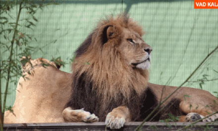 This is the second alert in a month that warns of the danger of lions