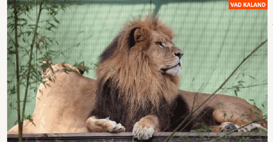 This is the second alert in a month that warns of the danger of lions