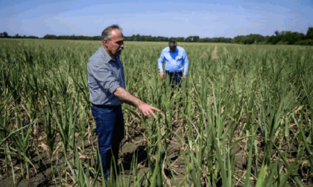 Nagy István: Brüsszel kettős mércén méri az ukrán gabonát