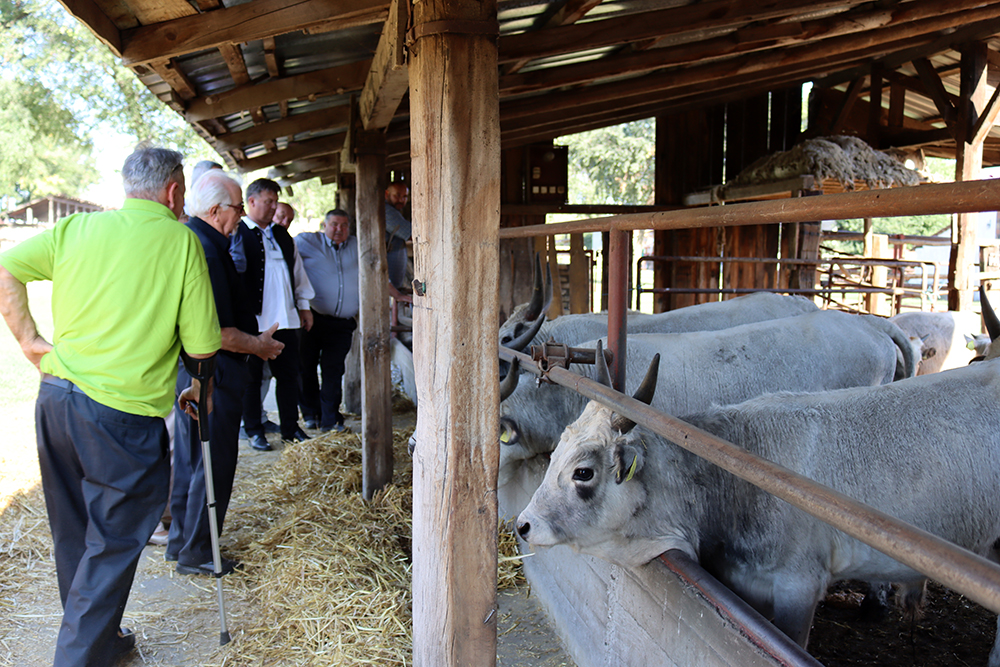 4 Hungarian gray cattle conference