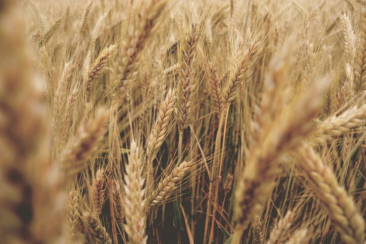 Der diesjährige ukrainische Weizen wird im September geerntet