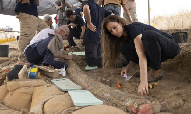 L&#39;antica zanna di elefante può sbriciolarsi in polvere quando viene toccata