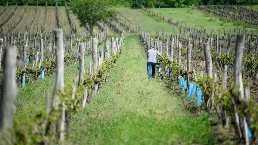 There will be demand for Hungarian grapes and wine