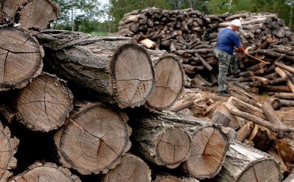 Péter Zambó: Auch danach findet der Holzeinschlag in einem geregelten Rahmen statt