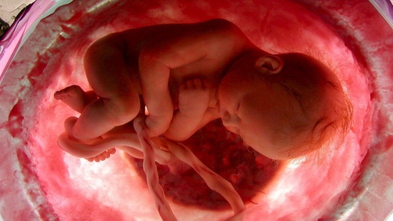 Die neue Verordnung macht den Schwangerschaftsabbruch vom Abhören des Herzschlags abhängig