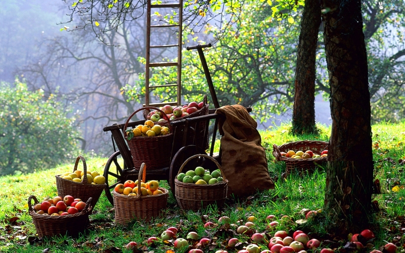 Take it yourself! The apple harvest is in full swing! 