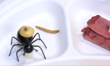 Is it abusive to feed worms and bugs to primary school children?