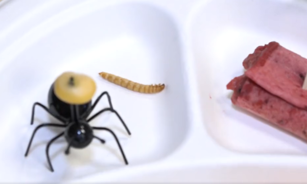 Abúzus-e férgeket és bogarakat etetni általános iskolás gyerekekkel?