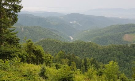 Dopo 17 anni di calvario, 2.200 ettari di foresta tornano di proprietà dei Bánffy