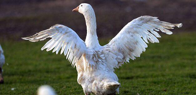 A re Carlo viene la pelle d&#39;oca per il foie gras