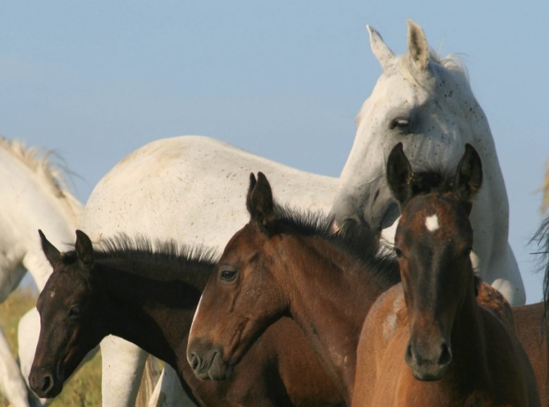 Oprócz hodowli koni lipicańskich dziedzictwem UNESCO stała się również węgierska tradycja orkiestry smyczkowej