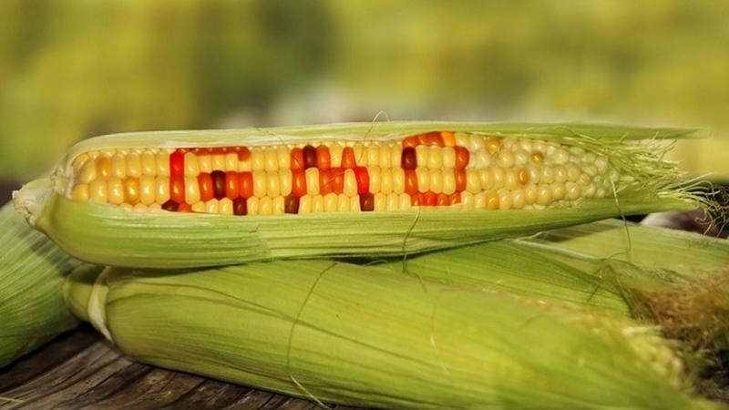 GMO-val szennyezett ukrán kukorica érkezett hazánkba