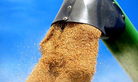 Slovakia bans toxic Ukrainian grain