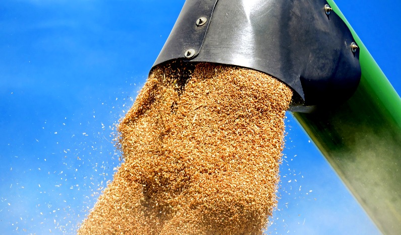 Slovakia bans toxic Ukrainian grain