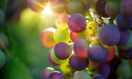 Jézus az igazi szőlőtő
