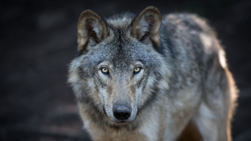 The father of the little boy who shot the Swiss wolf could face a serious prison sentence