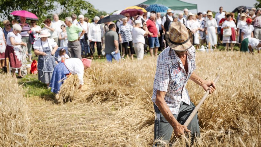 Sarud-Erntefest: Wo der Weizen wächst, gibt es Brot und es gibt keinen Bedarf (Video)
