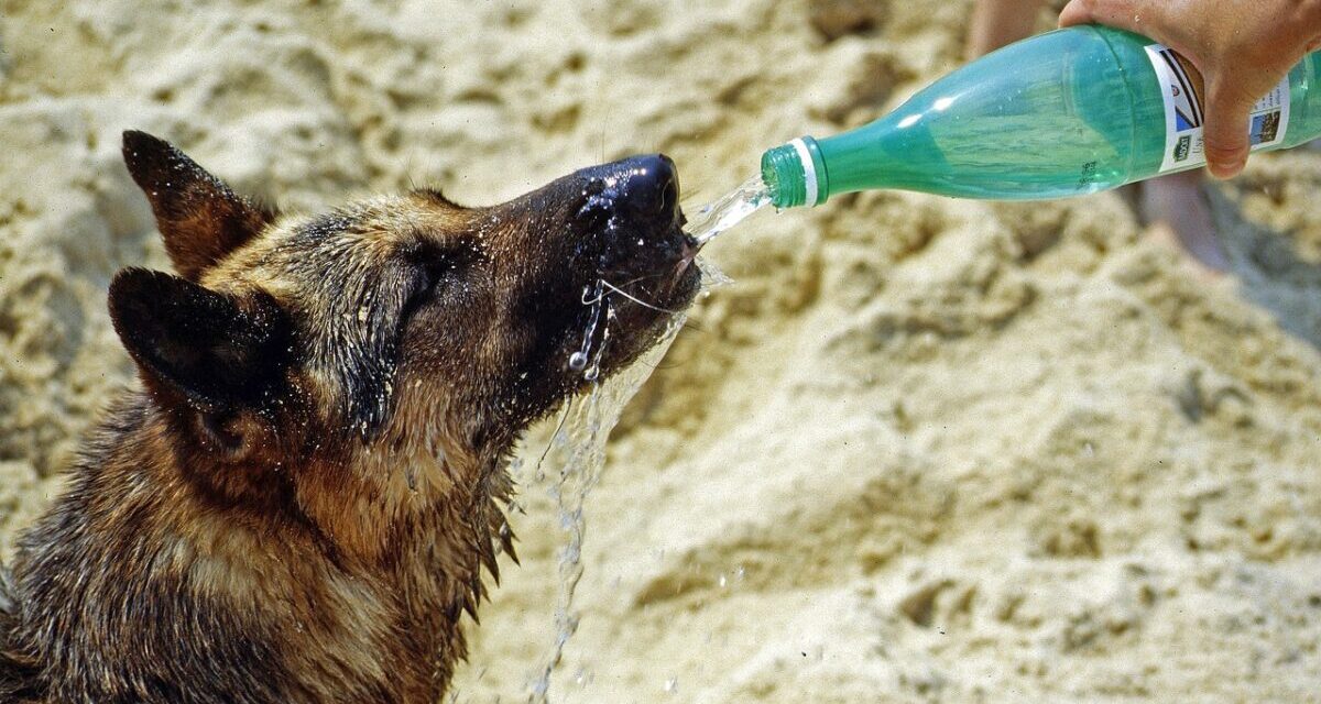 Tentano di sterminare i cani con lunghe e strazianti torture