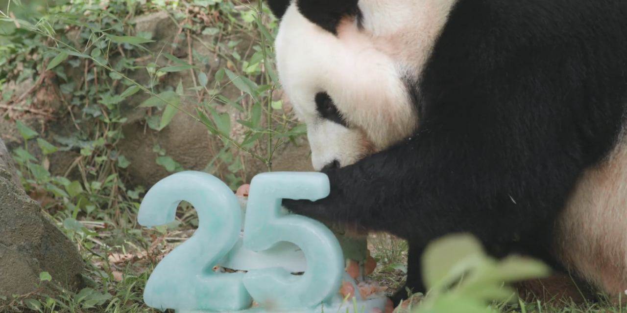 Il panda gigante ha fatto una grande festa (CON VIDEO)