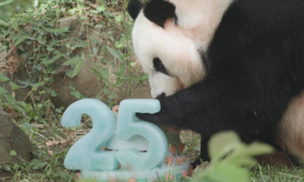 Il panda gigante ha fatto una grande festa (CON VIDEO)